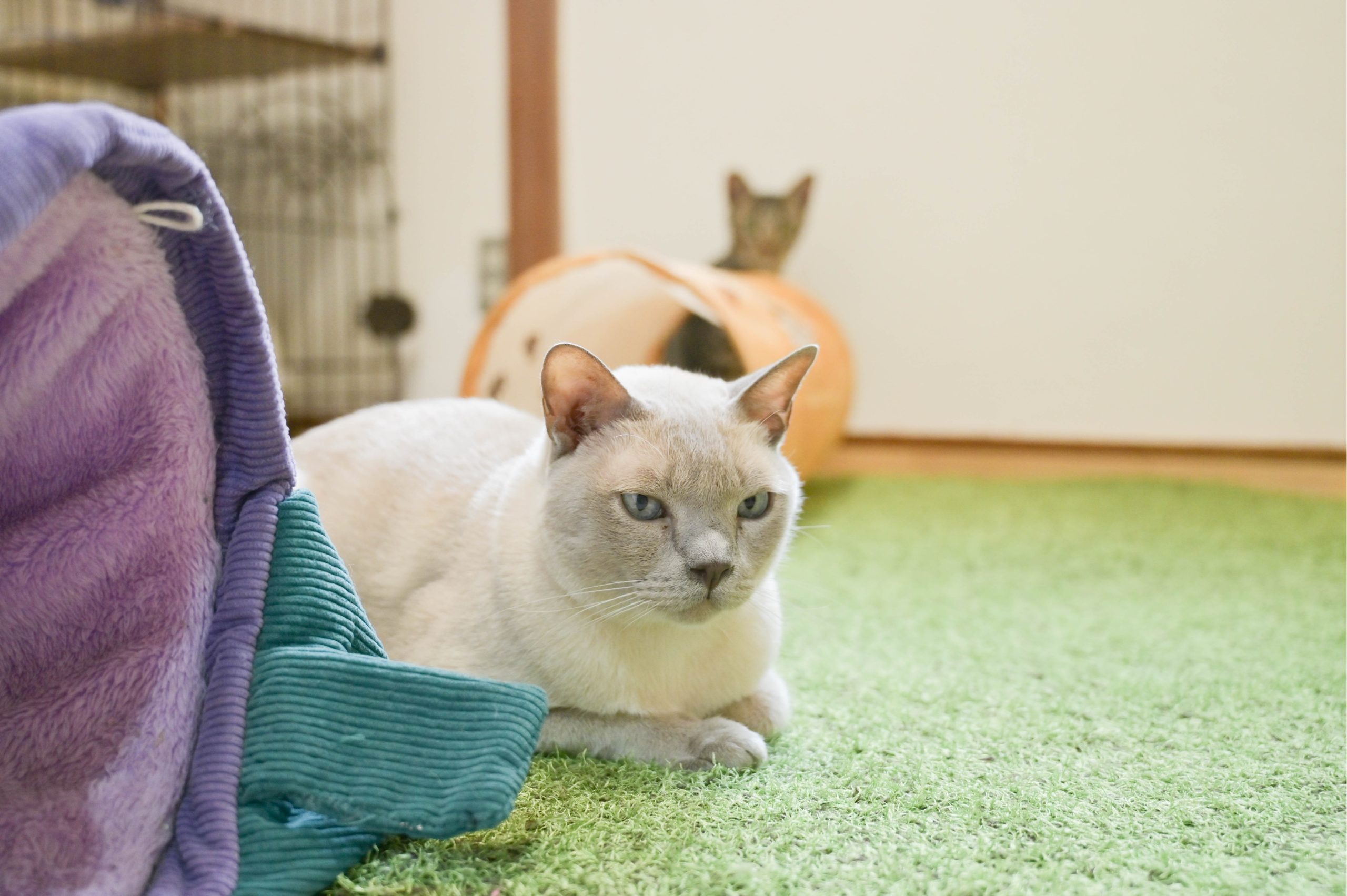 里親募集】2025年10月 里親募集中の猫さん🐈 | Cat Space